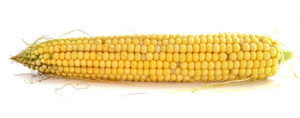 Cob Young Corn Isolated White Background — Stock Photo, Image