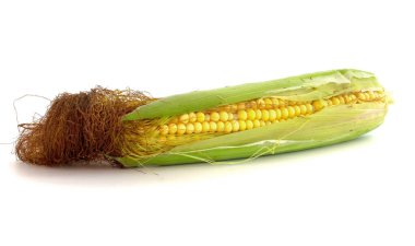 İzole edilmiş beyaz arkaplanda kırpma yolu ile taze mısır koçanı.