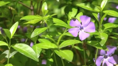 Vinca Minor, periwinkle flower in the meadow sways in the wind.