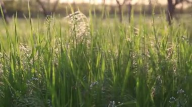 The tall green grass in the field sways in the wind and shines in the bright evening sun.