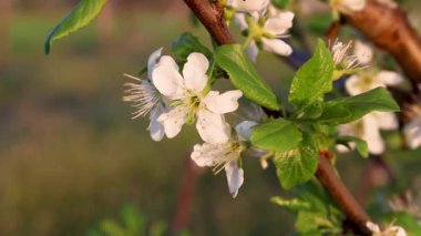 Flowering plum tree, plum branch with flowers swaying in the wind on a sunny warm day.