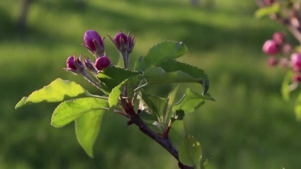 A branch with a blooming pink flower, the wind shakes a branch with apple blossoms. — Video