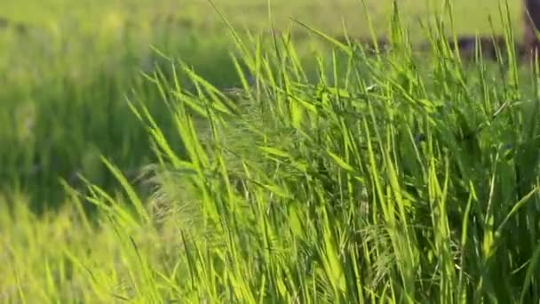 Tall grass sways in the wind glistening in bright sunlight.