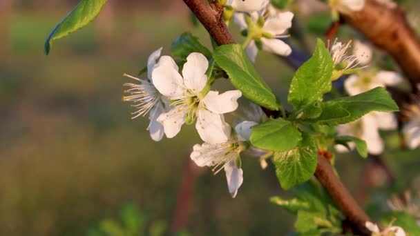 Flowering plum tree, plum branch with flowers swaying in the wind on a sunny warm day. — Stok video