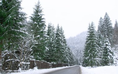 Karla kaplı ormanın arasındaki asfalt yolda. Alp ormanlarında yol