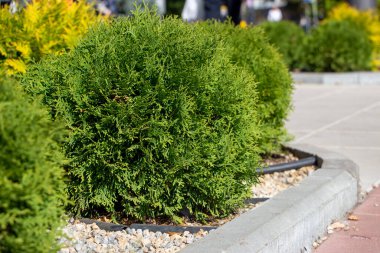 Parkta küçük küresel arborvitae, yakın plan.