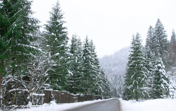 Karla kaplı ormanın arasındaki asfalt yolda. Alp ormanlarında yol