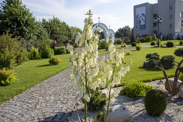 Yucca Pianta Ornamentale Con Fiori Bianchi Uno Sfondo Cielo Blu — Foto Stock