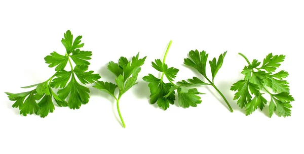 Fresh Green Parsley Branches Leaves Isolated White Background — Stok fotoğraf