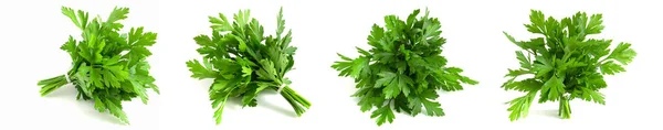 Set Photo Buds Fresh Green Parsley Isolated White Background — Foto de Stock