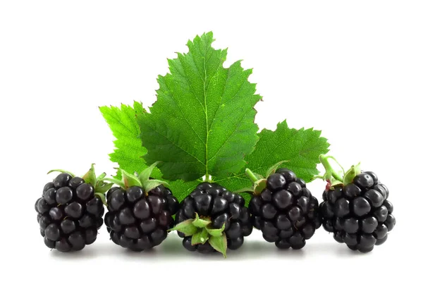 Blackberries Листьями Изолированы Белом Фоне Свежие Ягоды Здоровые Фрукты — стоковое фото