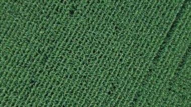 Mısır tarlası, mısır saplarının üzerinden uçmak, mükemmel büyüme, iyi mısır hasadı.