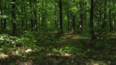 Jack Russell Terrier ormanda yürüyüş yapıyor. Av köpeği ağaçların arasında yavaşça yürüyor..