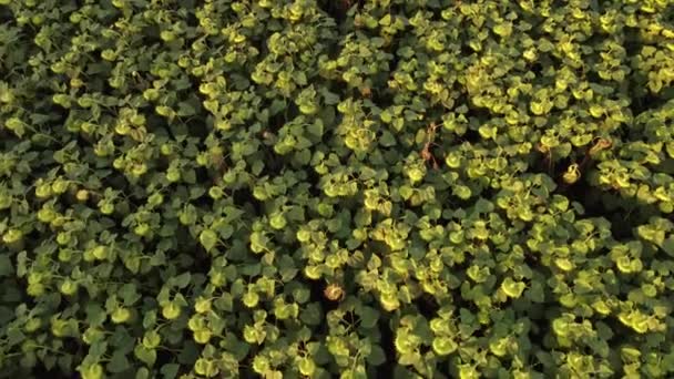 Vista superior de uma plantação de girassol amadurecendo, cabeças grandes com sementes de girassol. — Vídeo de Stock