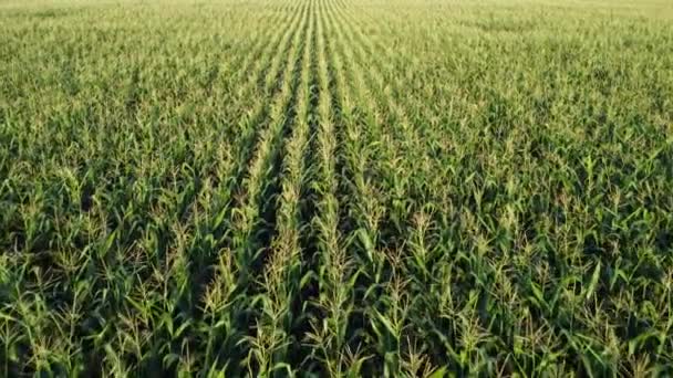 Corn field, flight over the tips of corn stalks, excellent growth, good corn harvest — Stock Video