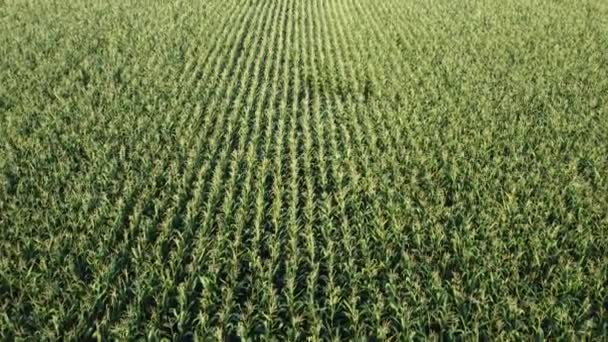 Flyg över ett fält av grön majs, mognande majs på ett jordbruksfält. — Stockvideo