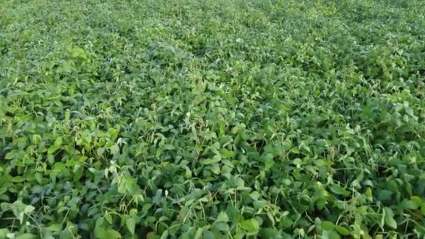 Field of green soybeans. Agricultural legume crops. — Stock Video