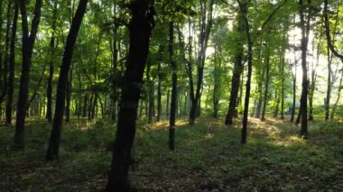 Yeşil bir ormanda sabah, güneş ışıkları ağaçların yaprakları ve dalları arasında parlıyor..