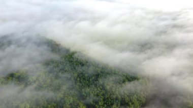 Sis manzaralı bir orman. Sonbahar sabahı, gün batımında..