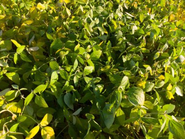 Soya fasulyesi, kapat. Tarlada olgunlaşmış soya fasulyesi kabukları. Sonbahar hasat arkaplanı.