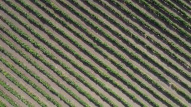 Üzüm bağları üzerinde yavaş uçuş. Ukrayna 'da sıra sıra üzüm manzarası. Tarım arazisinde meyve yetiştiriyor..