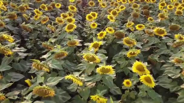 Bloeiende Zonnebloem Het Gebied Van Landbouw — Stockvideo