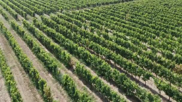 大きなブドウ畑。農業とワイン製造の谷で栽培ブドウの空中ビュー. — ストック動画