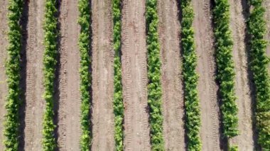 İHA 'nın sıralı üzüm bağları hava görüntüsü