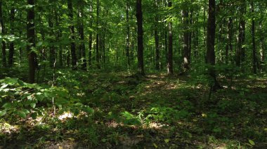 Jack Russell Terrier ormanda yürüyüş yapıyor. Av köpeği ağaçların arasında yavaşça yürüyor.