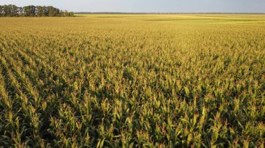 Tarımsal tarlalarda mısır mahsulleri. Mısırların üzerinden uçmak, hasatların olgunlaşmasına bakmak...
