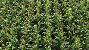 Tarlada yeşil mısır, olgunlaşan ekinler, mısır saplarının üzerinde güneşli bir sabah.