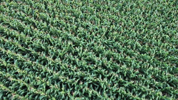 Σειρές Από Καλλιέργειες Καλαμποκιού Άριστη Ανάπτυξη Κορυφαία Άποψη Των Πράσινων — Φωτογραφία Αρχείου