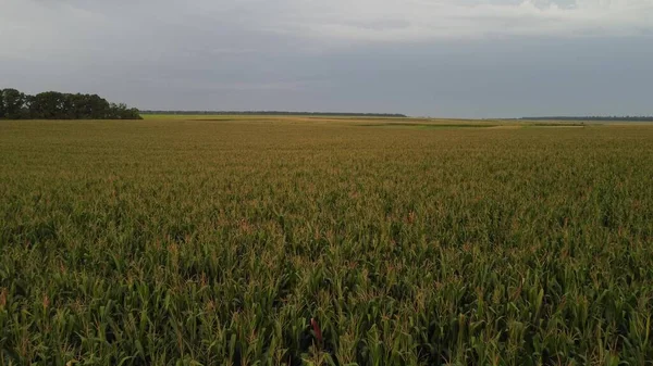 Bulutlu havada bir mısır tarlası dronu üzerinde uçmak. Tarlada tarım mahsullerinin olgunlaşması