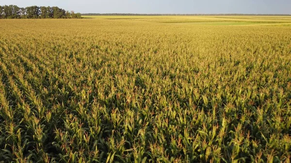 Tarımsal tarlalarda mısır mahsulleri. Mısırların üzerinden uçmak, hasatların olgunlaşmasına bakmak...