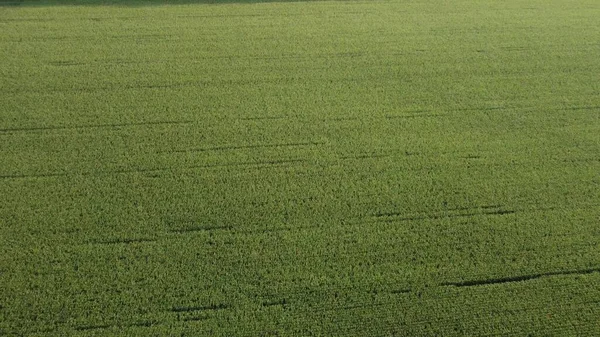 Caída Sobre Campo Verde Con Cultivos Maíz —  Fotos de Stock