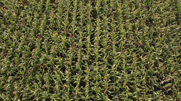 Kukuřičné Pole Zelené Stonky Kukuřice Zrající Zemědělské Plantáži — Stock fotografie