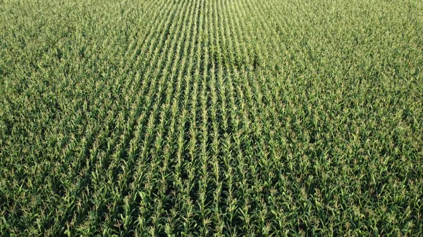 在一片绿色的玉米地上飞奔 在一片农田里使玉米成熟 — 图库照片