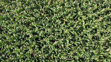 Tarım alanında yeşil mısır sapları