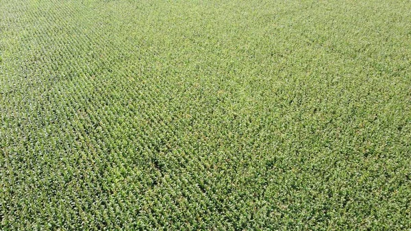 Campo Maíz Desde Una Vista Pájaro Maduración Cultivos Agrícolas Alto —  Fotos de Stock