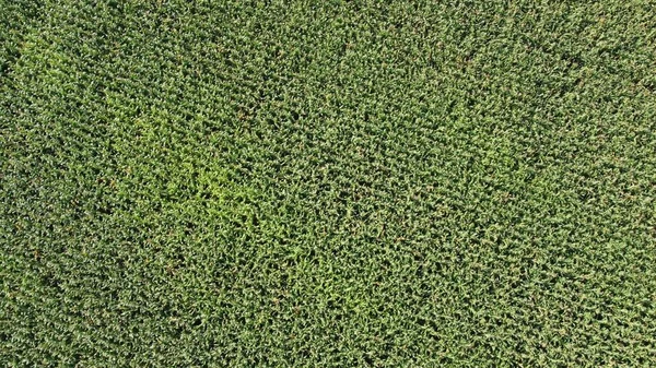 Maïsveld Plantage Bovenaanzicht Landbouw Voedselproductie Plantage Van Bovenaf Bovenaanzicht Gewaslijnen — Stockfoto