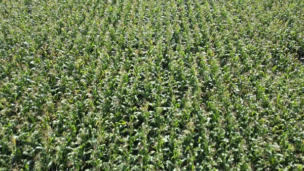 Sfondo Verde Campo Grano Che Guarda Giù Altezza Guarda Giù — Foto Stock