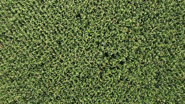 Zelené Pozadí Kukuřičného Pole Shlížejícího Výšky Podívejte Dolů Dronu Letícího — Stock fotografie