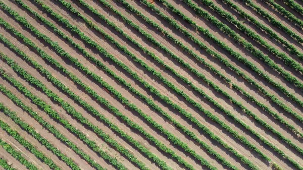 Righe Vigna Motivo Naturale Dall Alto Con Drone Vista Dall — Foto Stock