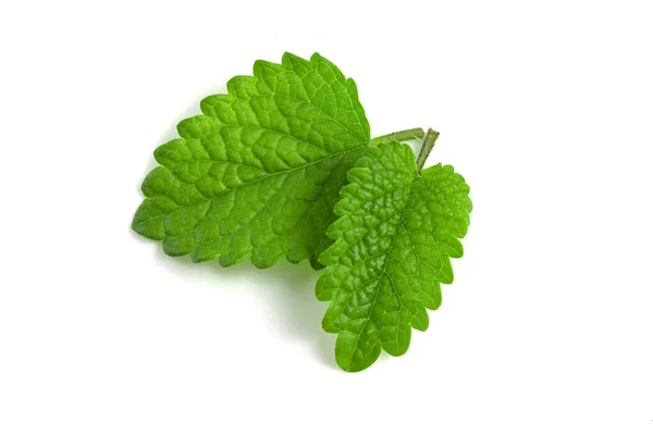 Fresh Lemon Balm Leaves Isolated White Background — Stock Photo, Image