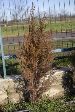 Kahverengi yapraklı ölü thuja kozalaklı ağaç, bitki hastalığı ya da kuraklık stresi gösteriyor, yeşil tel bir çitin yanında.