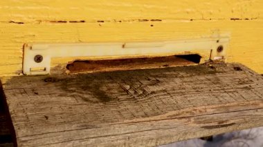 Bal arılarının kovanlarına uçup arıların içine girdikleri detaylı bir görüntü. Çalışkan böcekler hem uçuyor hem de canlı sarı arı kovanına tırmanıyor.