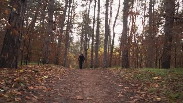 Ein Mann im schwarzen Kleid trainiert, läuft durch den Wald zwischen den Kiefern, Herbst — Stockvideo