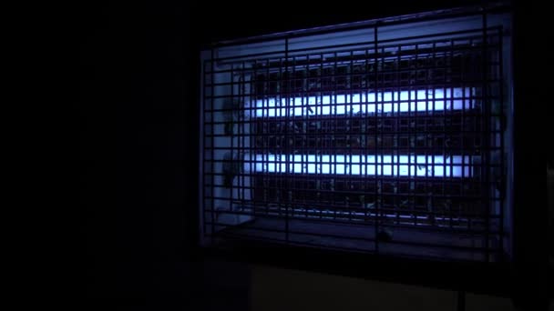 Modrá lampa zabíjí hmyz. jasně spálit rám zvětšený uvnitř mrtvého hmyzu — Stock video