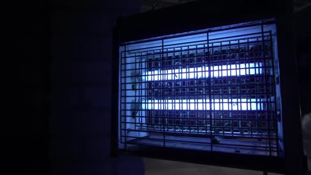 Swatter elétrico atrair insetos luz azul. lâmpada matar insetos, restos de mosquitos — Vídeo de Stock