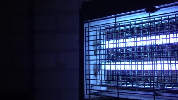 Electric swatter attract insects blue light. lamp kill bugs, remains mosquitoes — Stock Video
